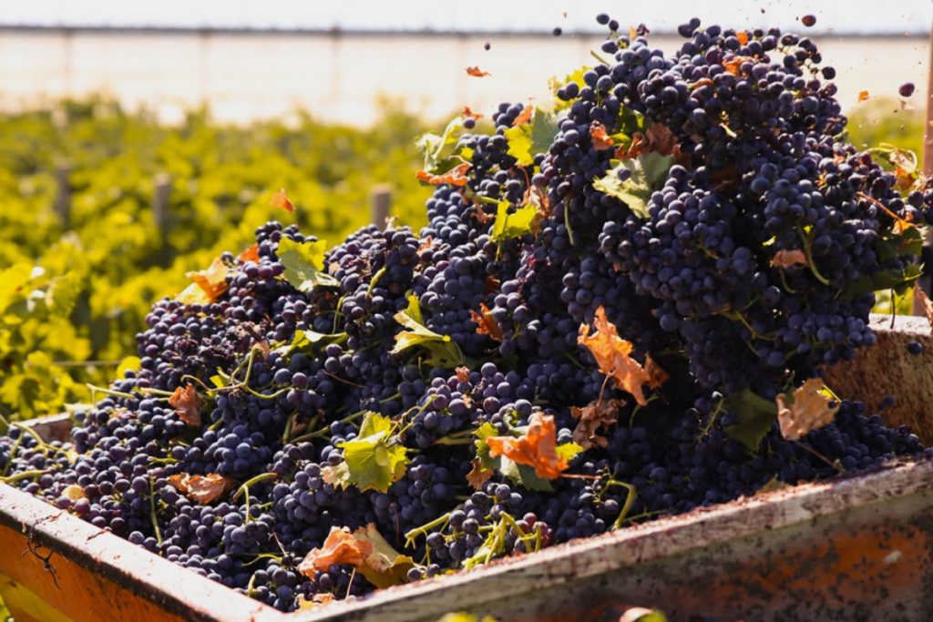 sviluppo vini siciliani