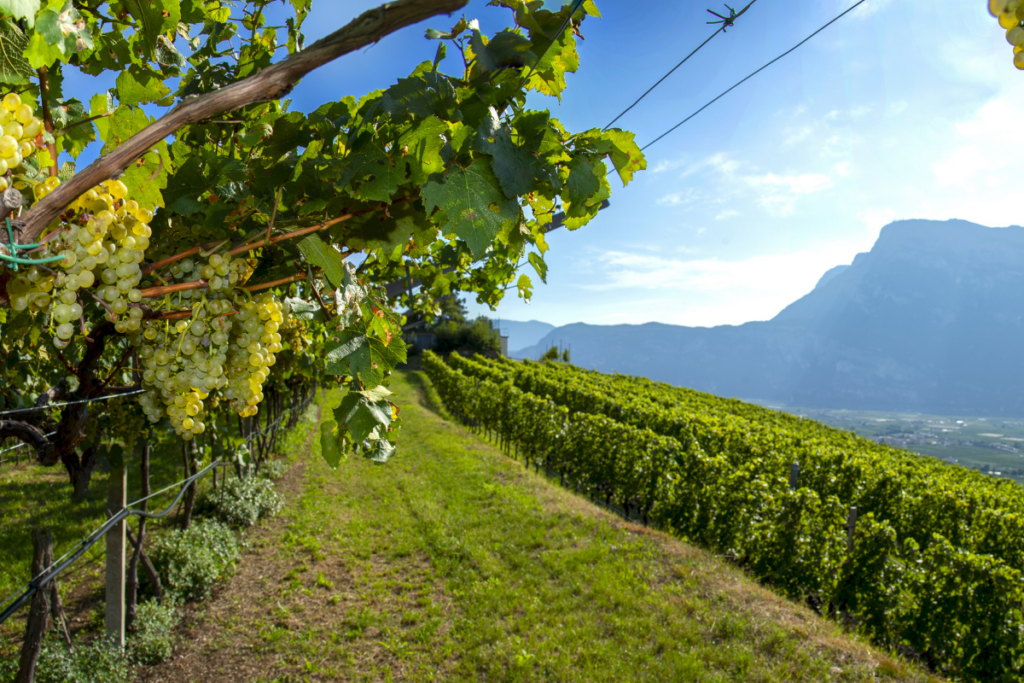 FINE WineTourism Marketplace Italy torna a Riva del Garda