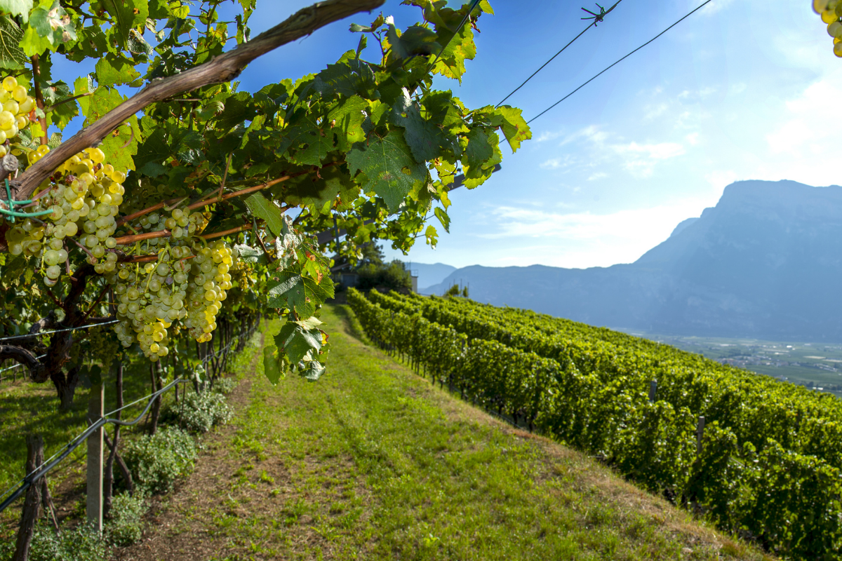 FINE WineTourism Marketplace Italy torna a Riva del Garda