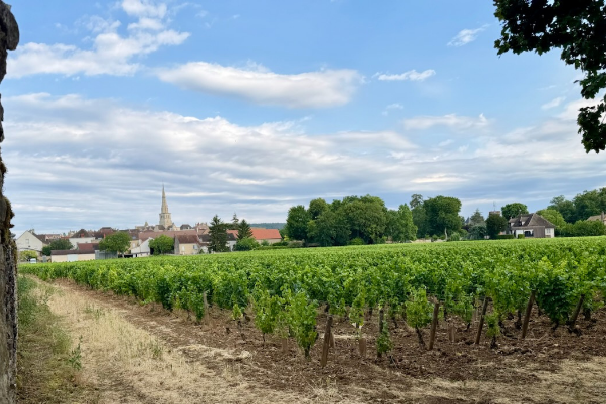 Non è la cantina, è il vigneto