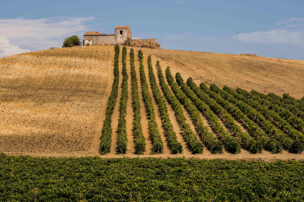 Vendemmia 2026 in Sicilia al via la raccolta più attesa dell'anno