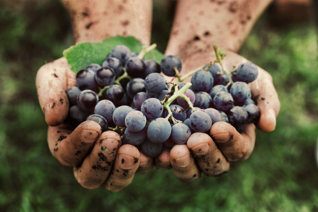 Vendemmia 2026, salta la conferenza stampa sulle previsioni si punta ai dati finali
