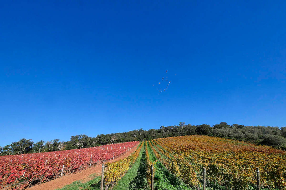 consorzio suvereto val di cornia (6)