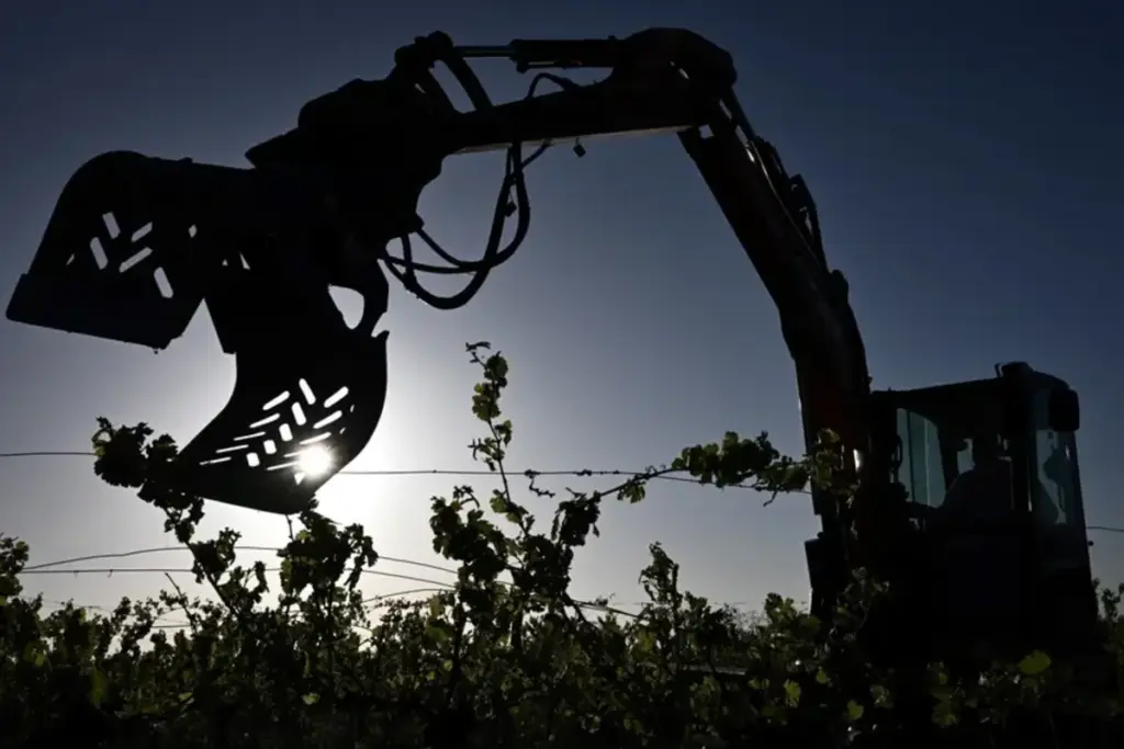 crisi napa valley estirpazione vigneti