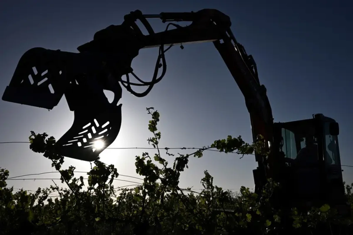 crisi napa valley estirpazione vigneti