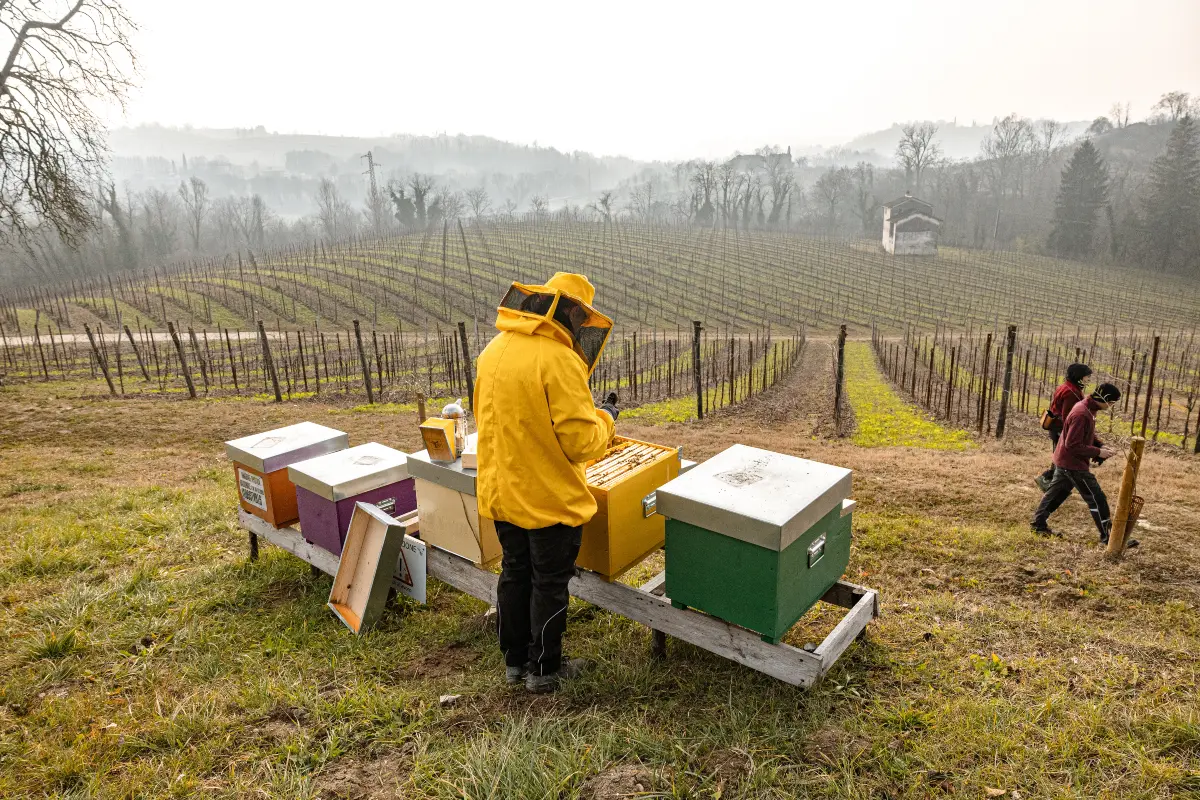 Favoriamo la biodiversità nei vigneti