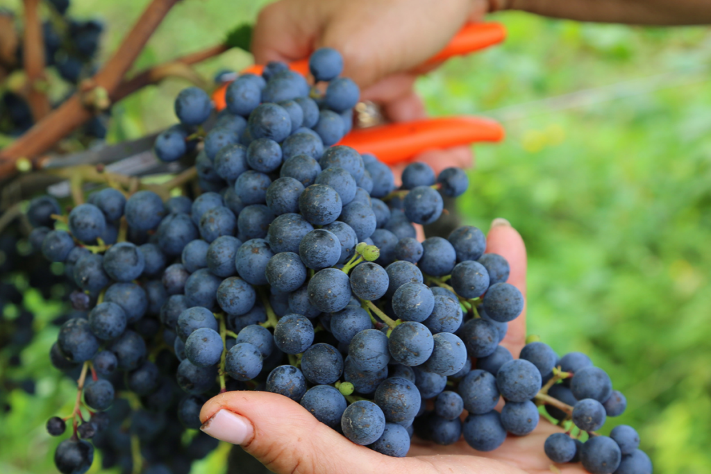 Vendemmia 2026, la raccolta parte in anticipo tra caldo e ottime prospettive