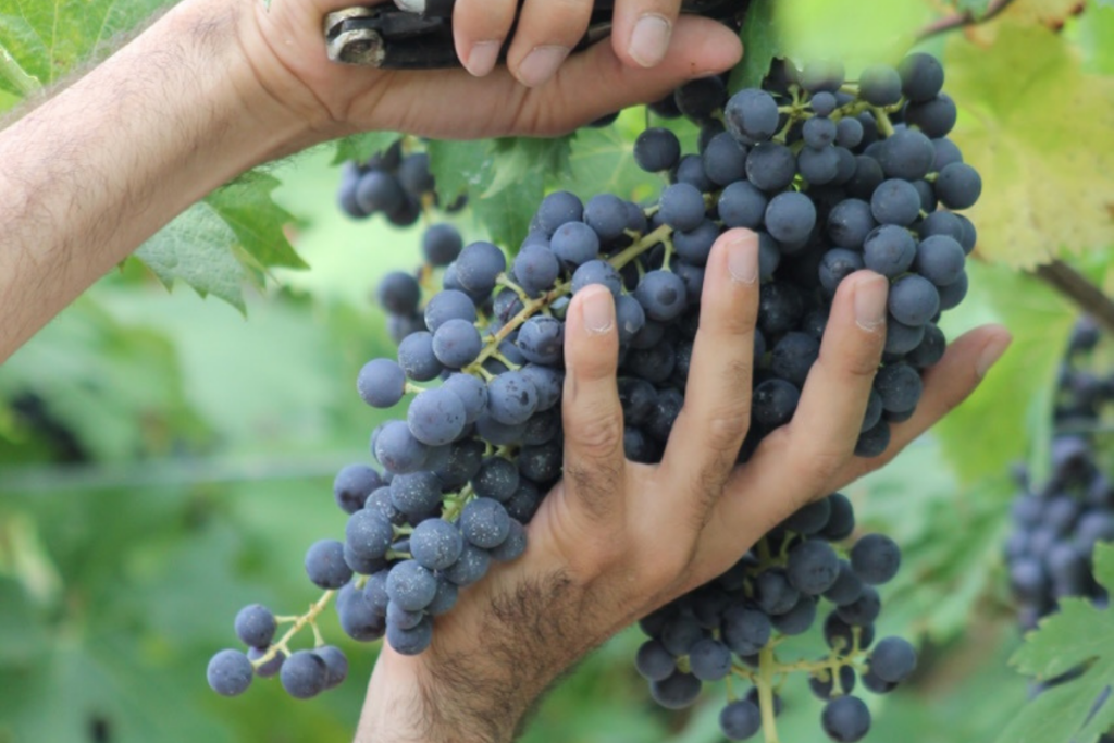 Vendemmia in Valpolicella con due settimane di anticipo qualità alta, prezzi in calo
