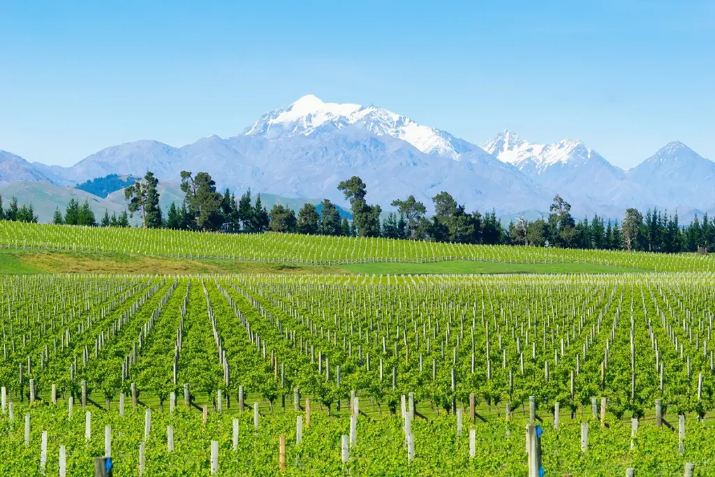 sauvignon blanc malborough nuova zelanda