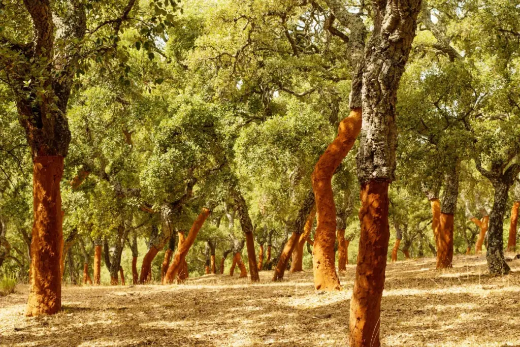 sughero foresta tappi sostenibilità