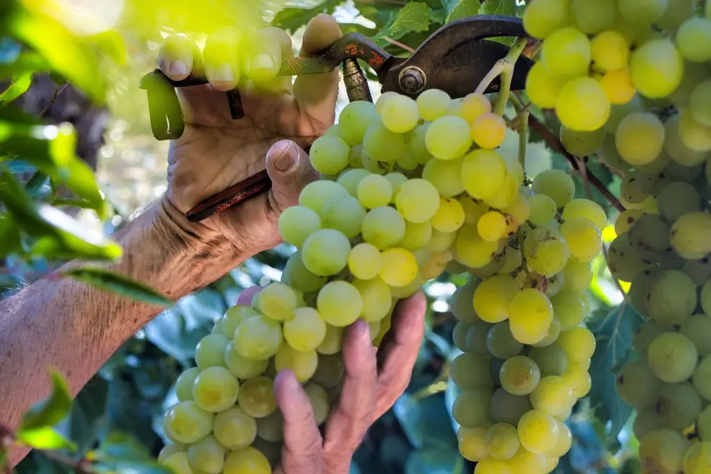 vendemmia 2026