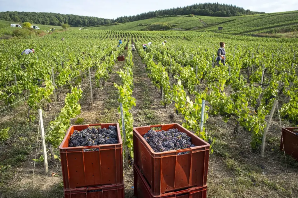 vendemmia champagne 2024 tetto rese