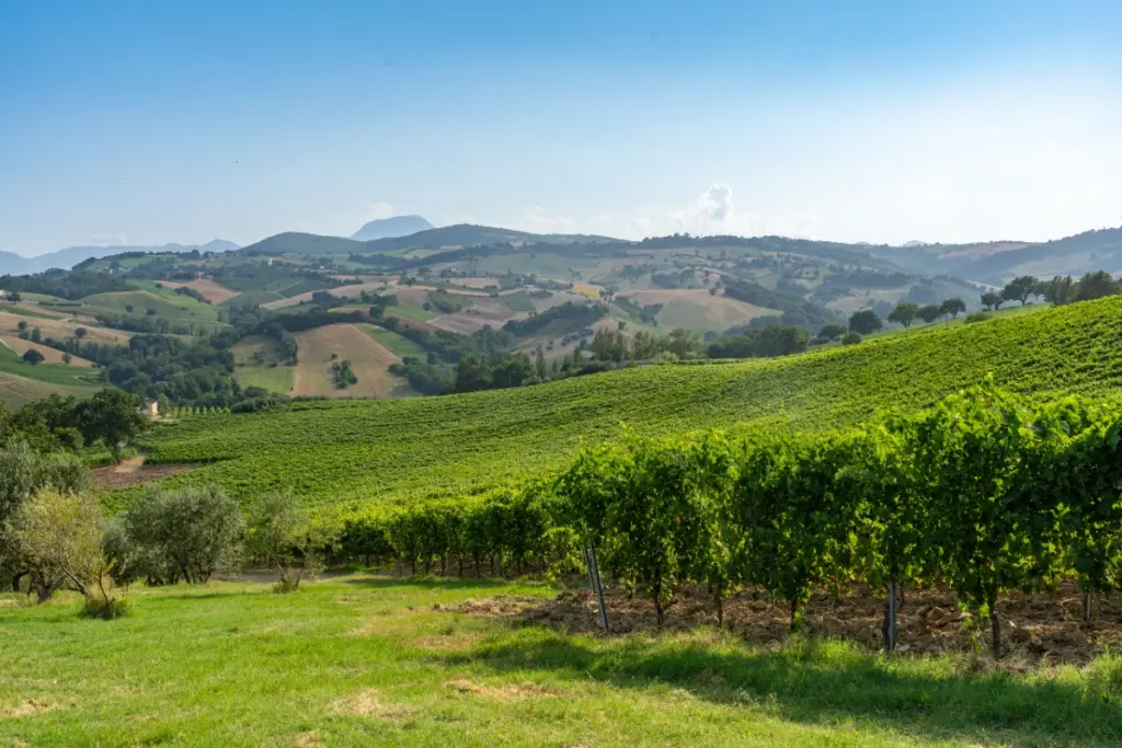 verdicchio castelli jesi