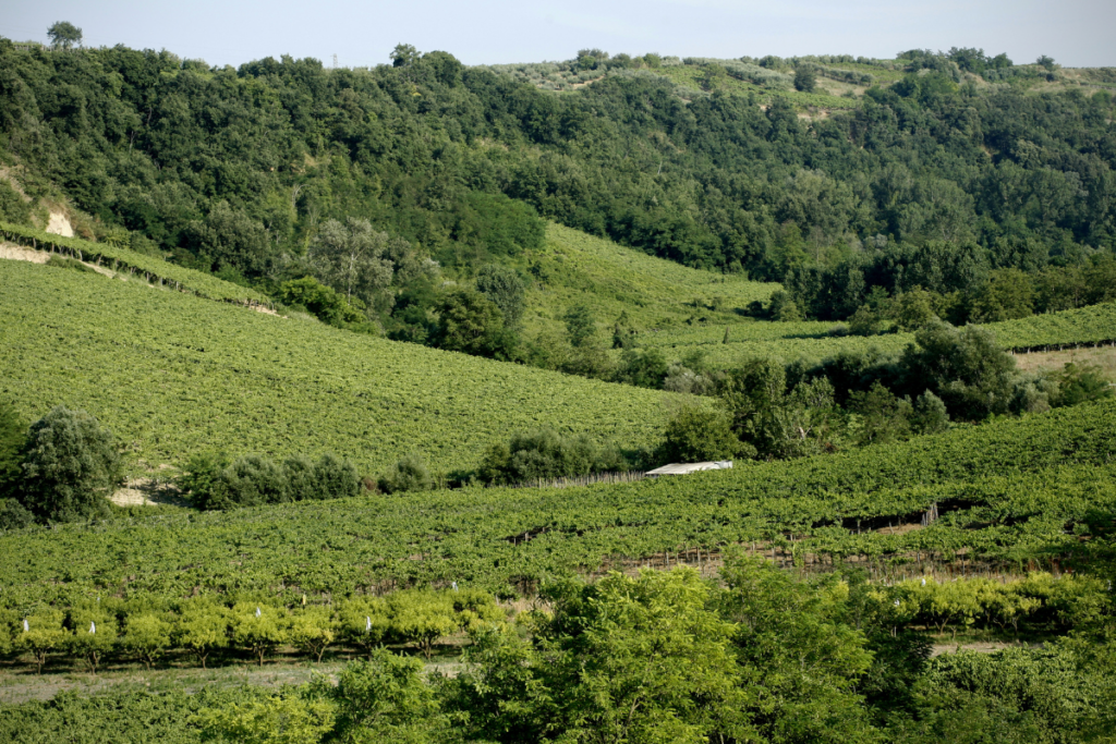 Cantina Tollo, produrre vino è solo parte del lavoro