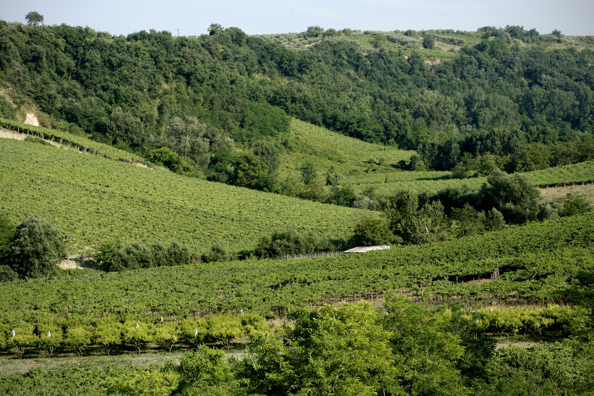 Cantina Tollo, produrre vino è solo parte del lavoro