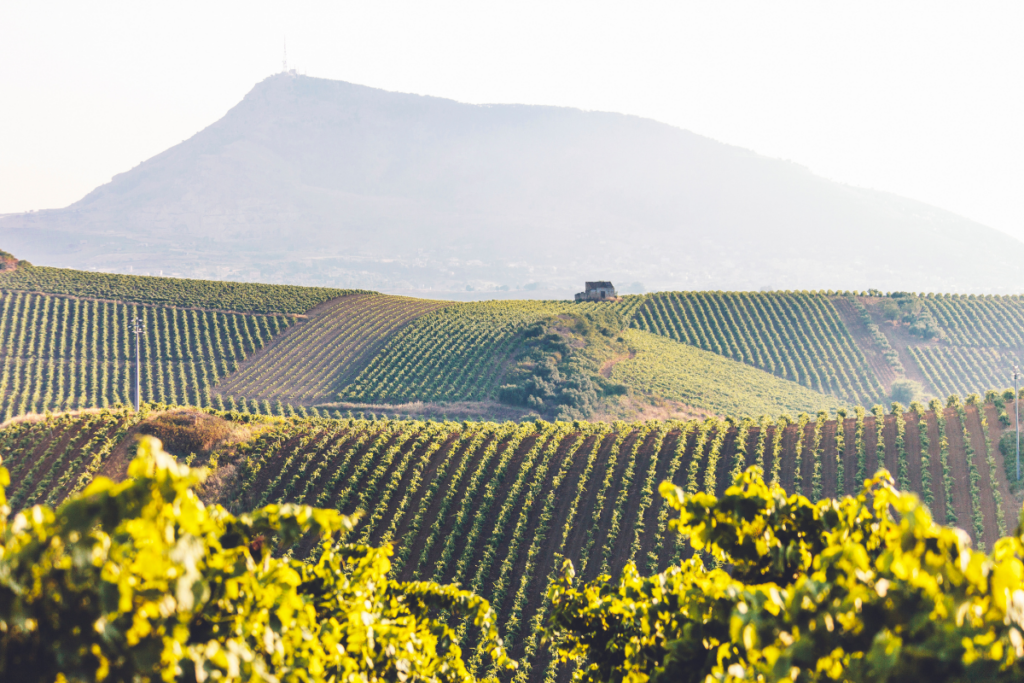 Doc Sicilia Academy, nasce la formazione dedicata ai produttori di vino siciliani