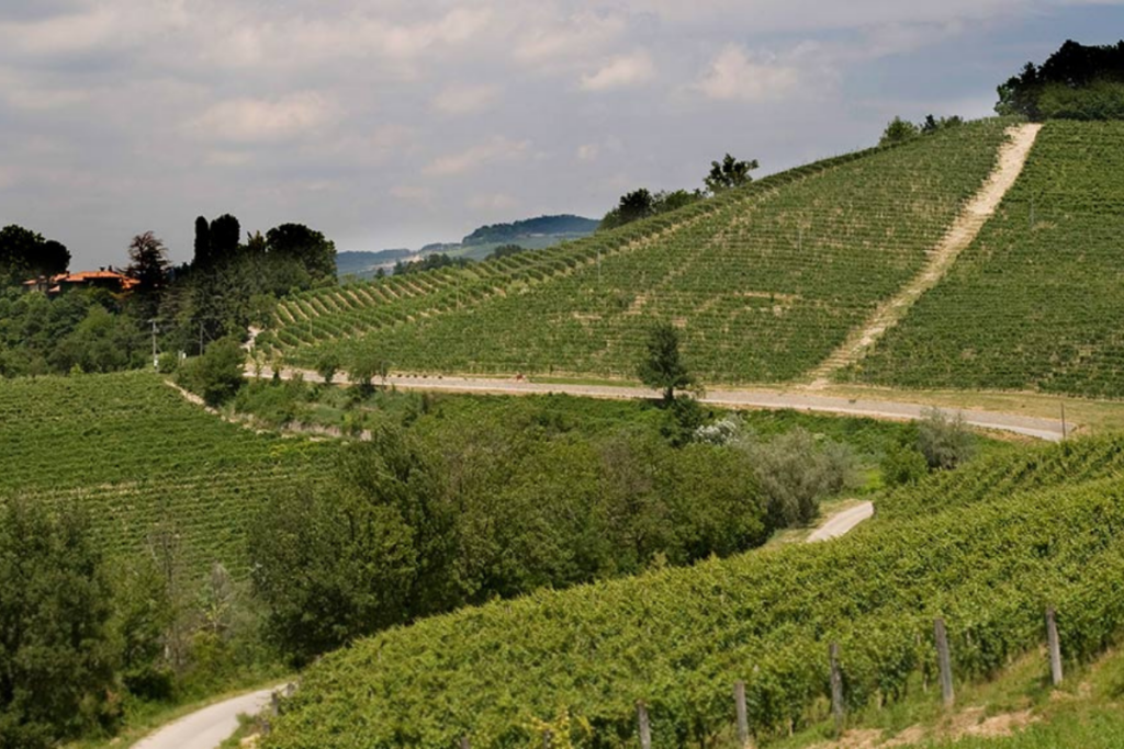 Dogliani, il Dolcetto che racconta l'origine di Poderi Luigi Einaudi