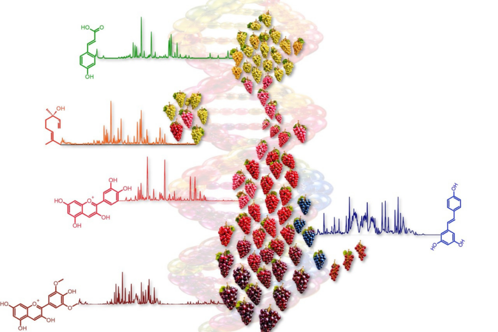 Fondazione Edmund Mach crea la prima mappa metabolomica mondiale della vite