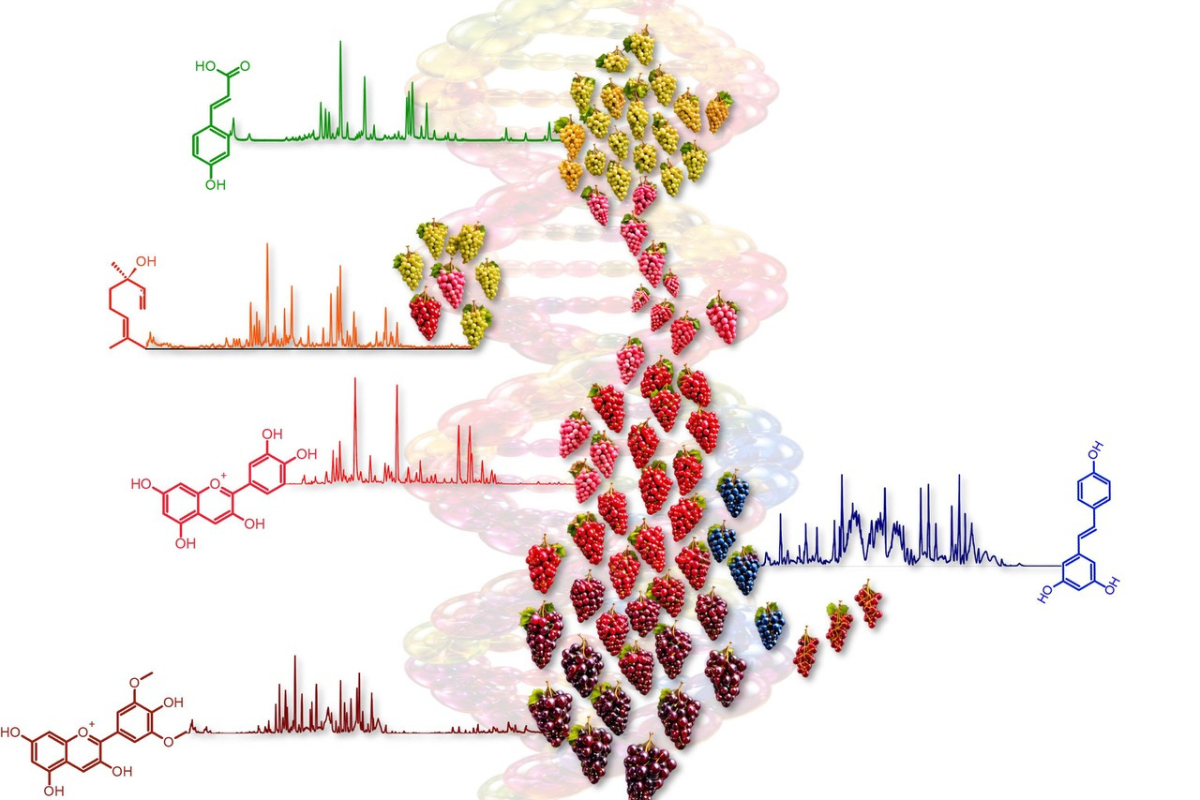 Fondazione Edmund Mach crea la prima mappa metabolomica mondiale della vite