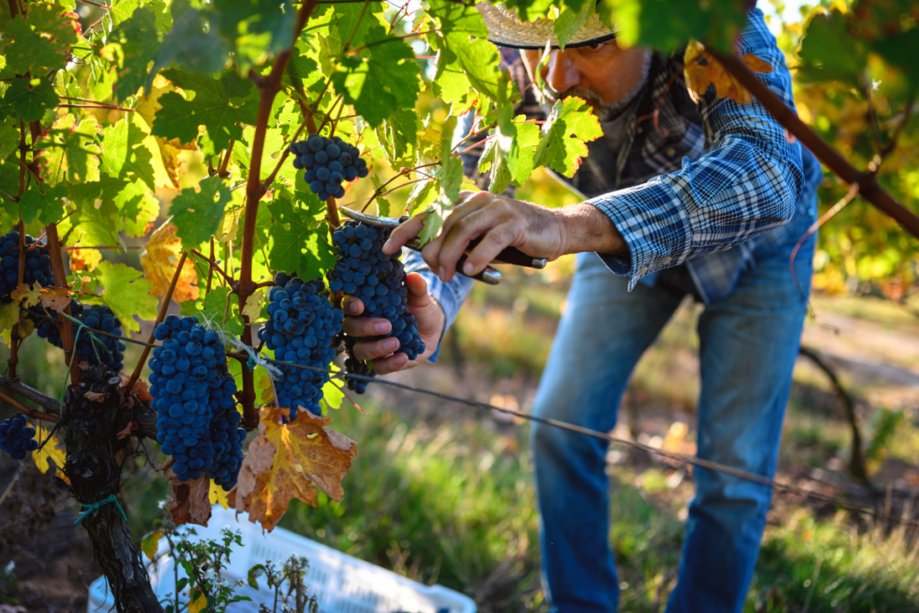Vendemmia 2026 Masi raccolta anticipata di due settimane in Valpolicella