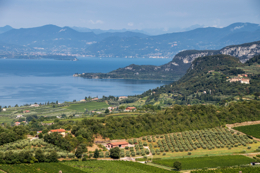 Vendemmia Bardolino 2026, si parte con uve sane e qualità alta