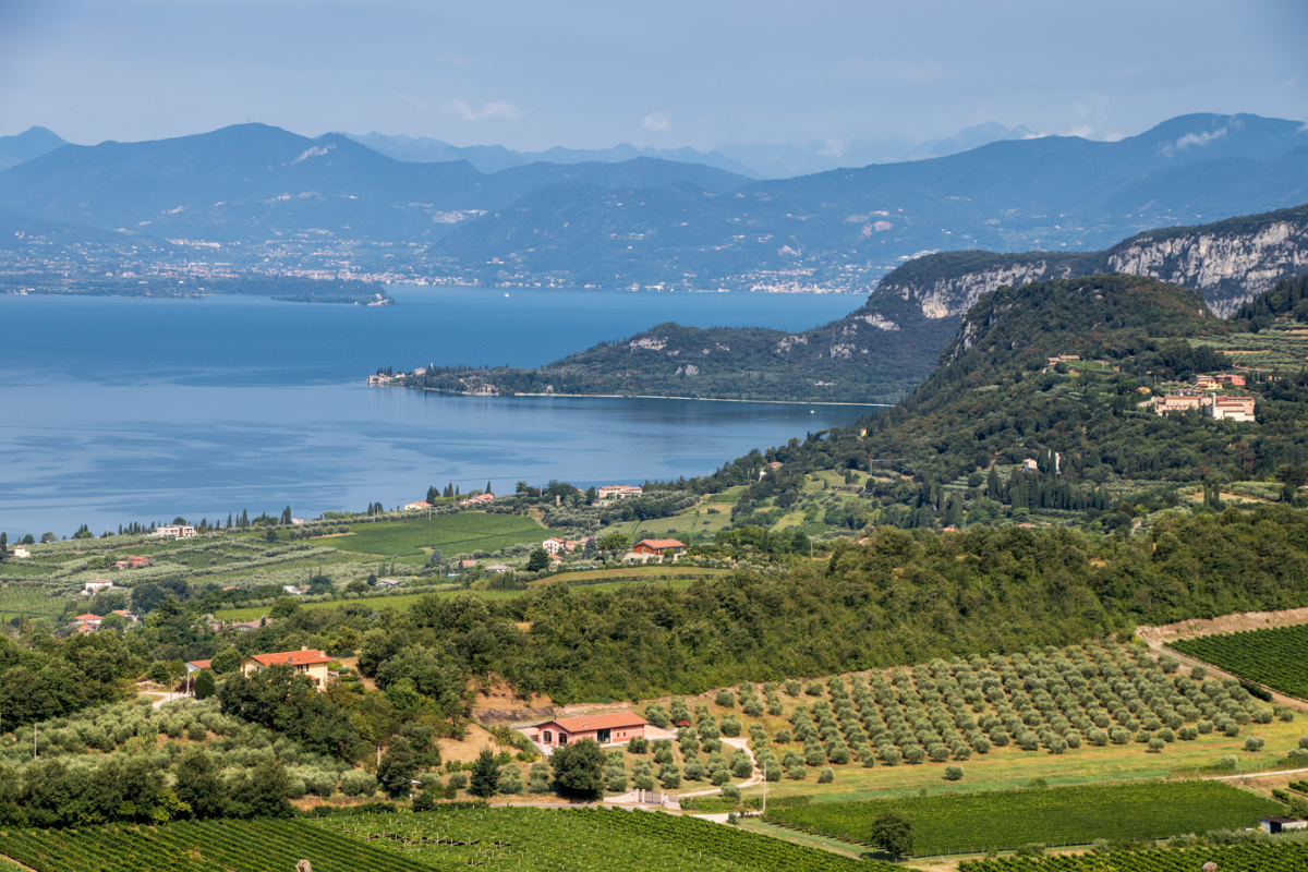 Vendemmia Bardolino 2026, si parte con uve sane e qualità alta