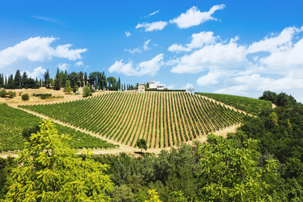 Vino al Vino 2026 a Panzano in Chianti tre giorni tra degustazioni e biodistretto