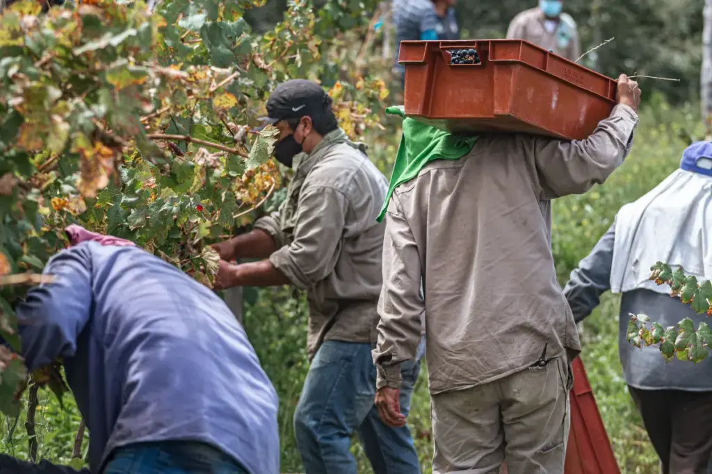 diritti lavoro vino