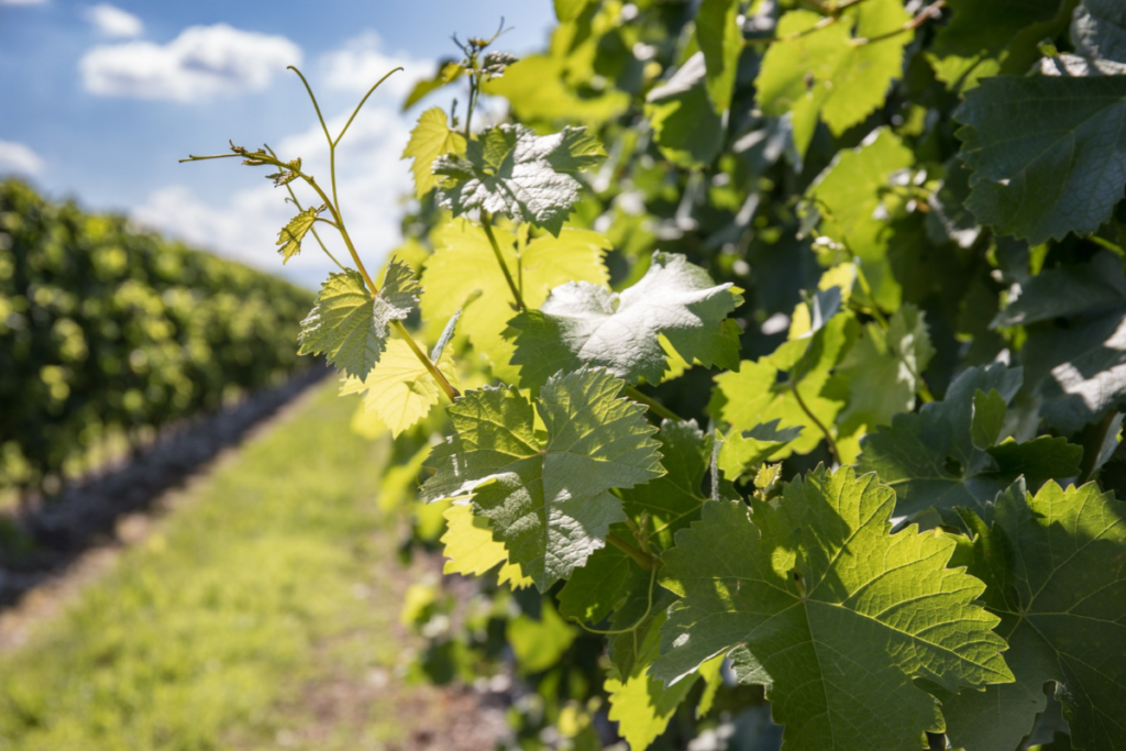 Cantina Rauscedo compie 75 anni e apre le porte con “Le Radici del Vino”