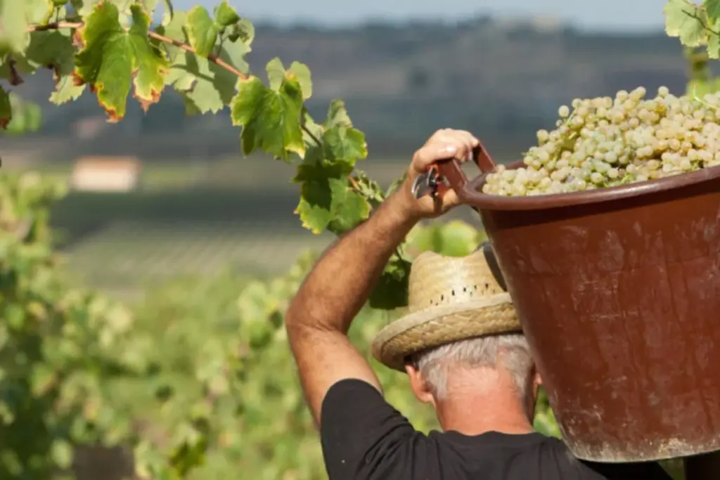 cantine settesoli vendemmia 2026